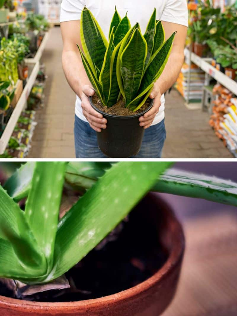 Snake Plant to Peace Lily: 7 must-have houseplants for a fresh vibe gcw eai