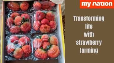 How did Satyendra Verma change his life by becoming a strawberry farmer iwh