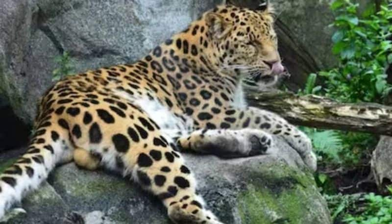 Leopard Attack on Child in Tumakuru grg 