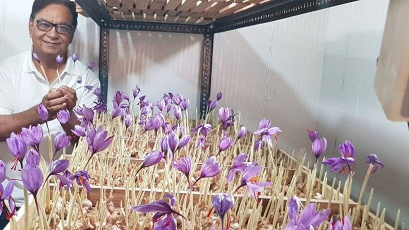साउथ कोरिया में सीखी तकनीक, नोएडा के एक कमरे में केसर उगाया, कम लागत में कमाई की ट्रेनिंग दे रहें रमेश गेरा  