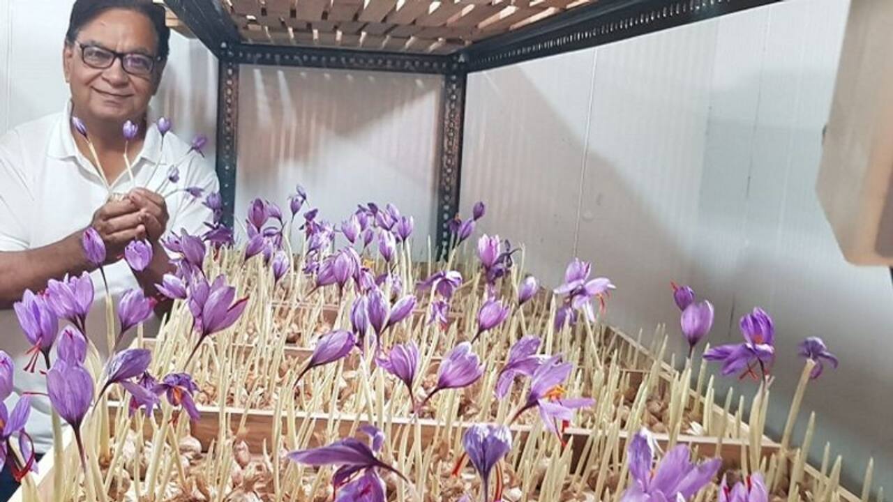 साउथ कोरिया में सीखी तकनीक, नोएडा के एक कमरे में केसर उगाया, कम लागत में कमाई की ट्रेनिंग दे रहें रमेश गेरा  