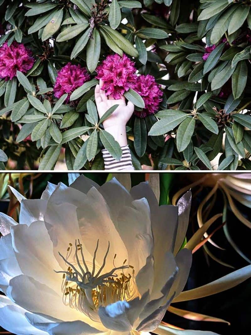 Rhododendron to Brahma Kamal: 7 Himalayan flowers to look out for ATG