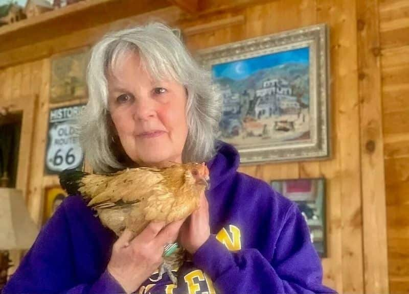 know about world oldest chicken make a guinness world records viral video kxa 