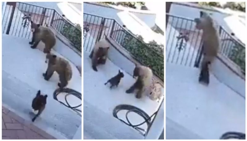 cctv footage of dog chasing grizzly bears goes viral bkg