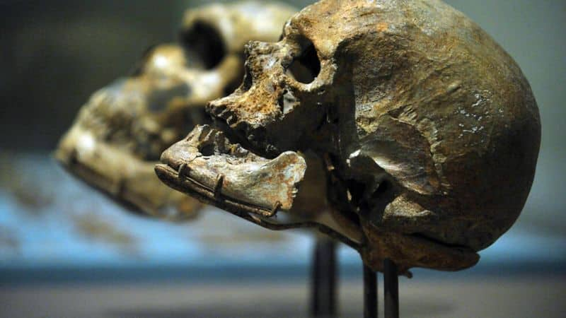 Ancient humanity was almost wiped out about 900,000 years ago, says study prm