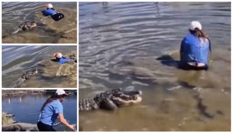 video of woman jumping into the water to catch the crocodile with a rope has gone viral bkg 