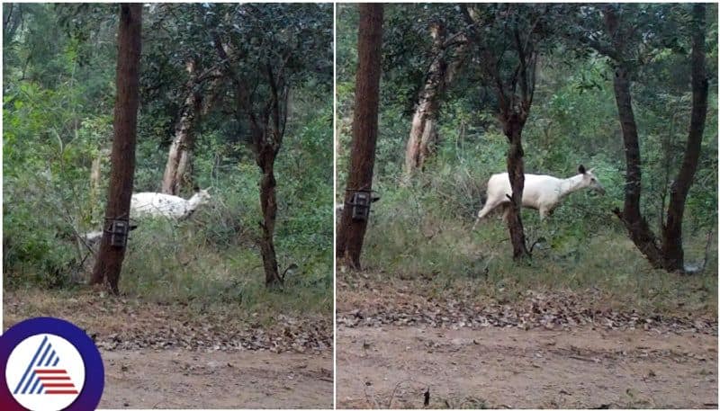 White elk found in Karnataka Kaveri wildlife sanctuary Wildlife experts surprised sat