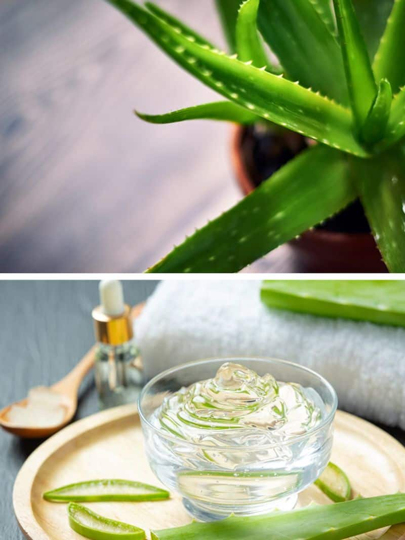  health benefits of aloe vera rsl