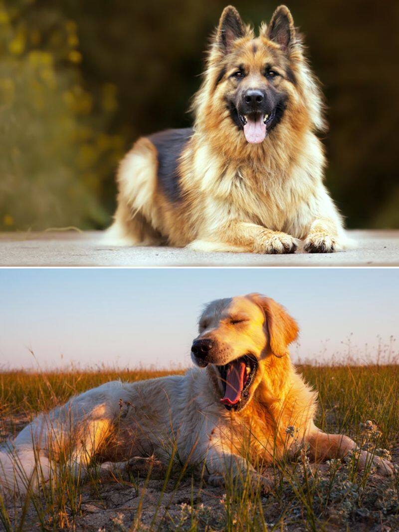 German Shepherd to Golden Retriever-7 most adopted dog breeds RBA EAI