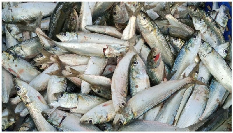 Marine scientists in Kerala unearth genome secrets of Indian Oil Sardine a historic milestone in fisheries afe