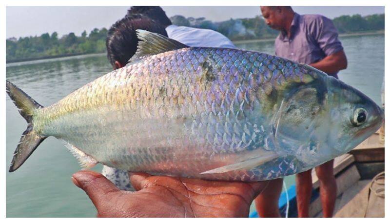 two kilogram Ilish fish gets rs 26000 in auction prm 