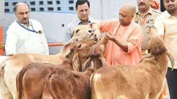 Municipal bodies  of uttar pradesh will collect bread and bran for maintenance of cattle zrua