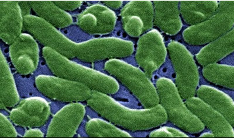 What is Vibrio Vulnificus, the rare, deadly flesh-eating bacteria that US health agency has warned against snt