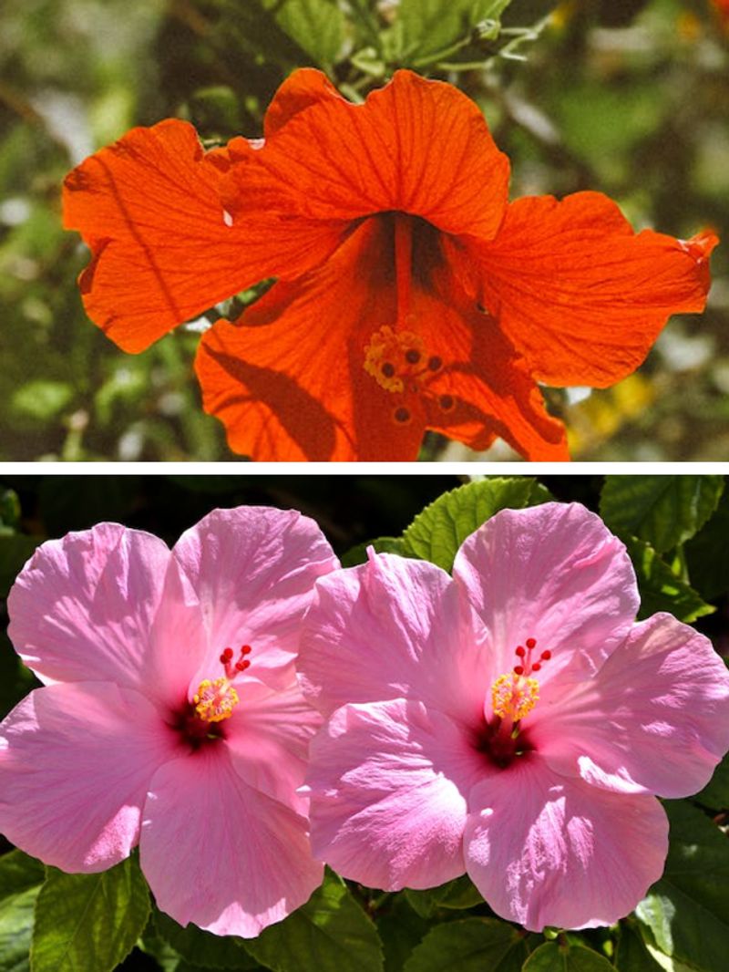 Red to Pink: 7 beautiful colours of Hibiscus- Asianet News English