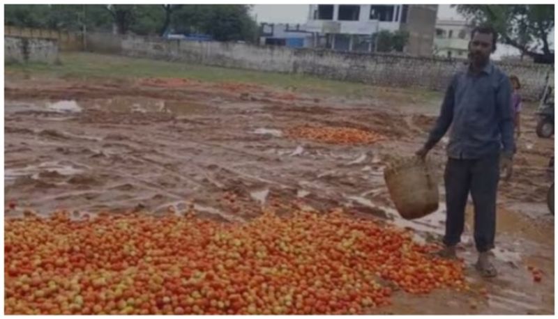 From 200 to 3 rupees for a kilogram of tomatoes farmers dumping it on roads afe