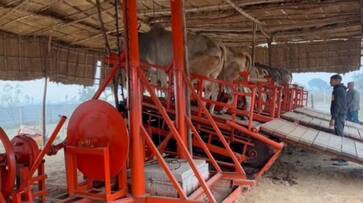 Creation and innovation heres how shailendra singh invention produces electricity with the help of bulls iwh