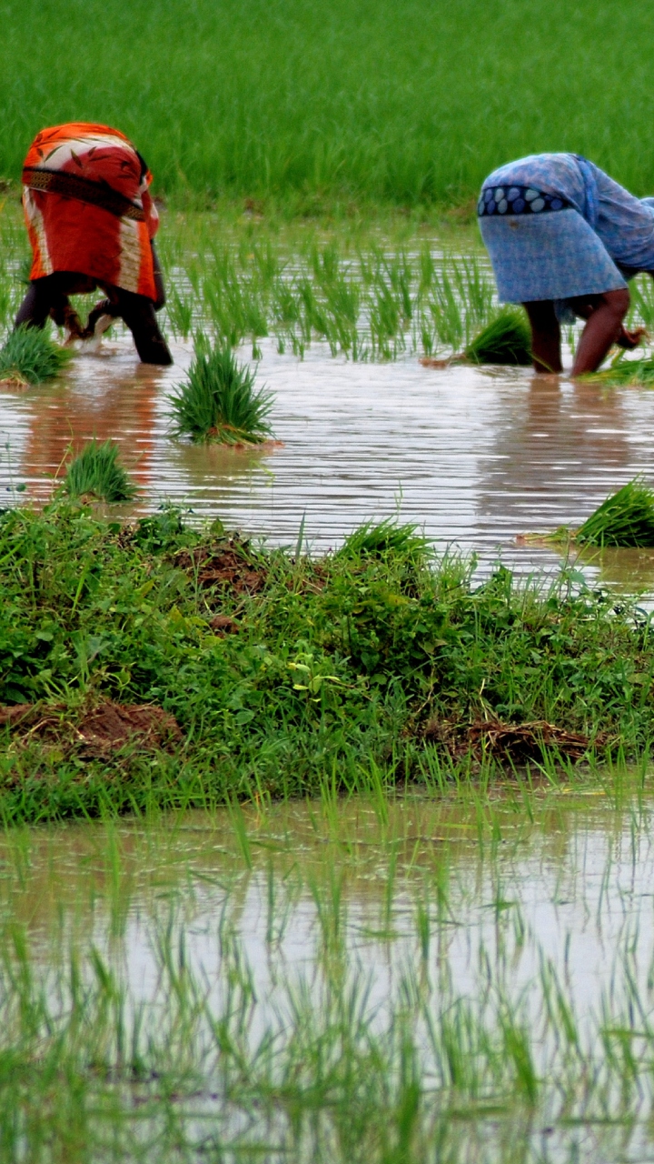 Fear of fall in agricultural yield due to heavy rain in karnataka grg 