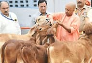 Yogi government will give rs 50 per cow daily instead of rs 30 for maintenance of cattle zrua