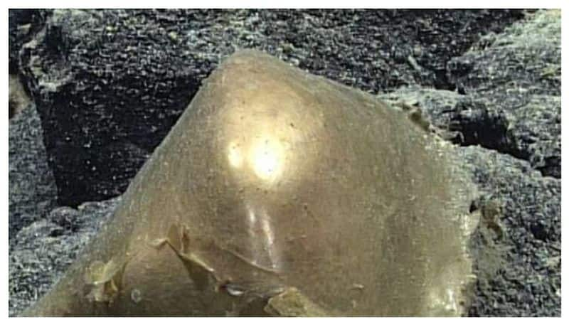 Ocean researchers found mysterious golden egg from Alaska gulf prm 