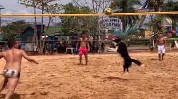 Dog playing volleyball With Human people shocked to see viral video zrua