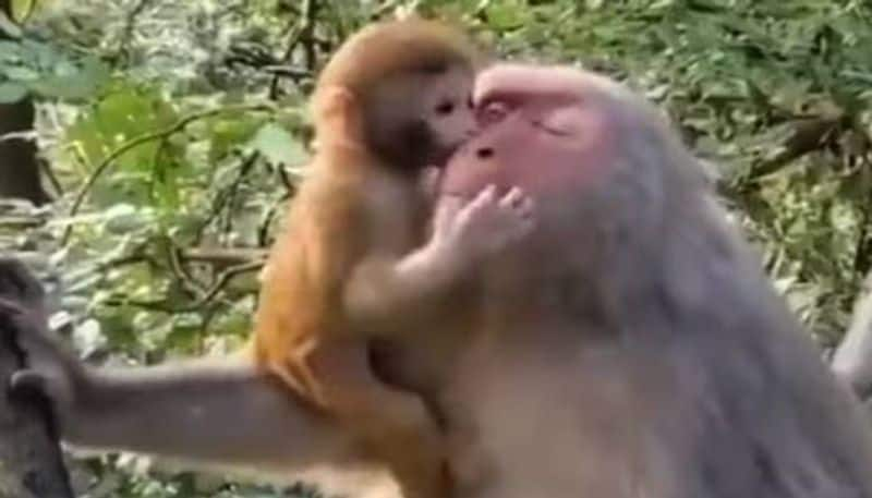 mama monkey  playing with baby lovable video rlp