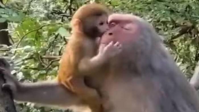 monkey