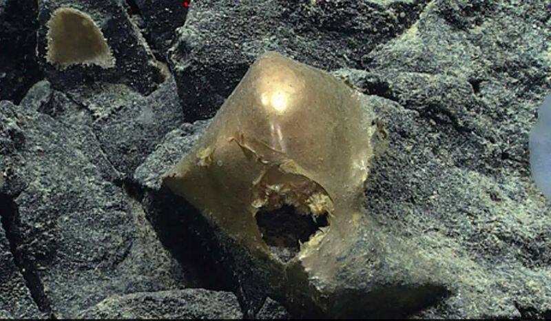 Mysterious 'golden egg' discovered in Pacific Ocean off Alaska's coast puzzles scientists snt