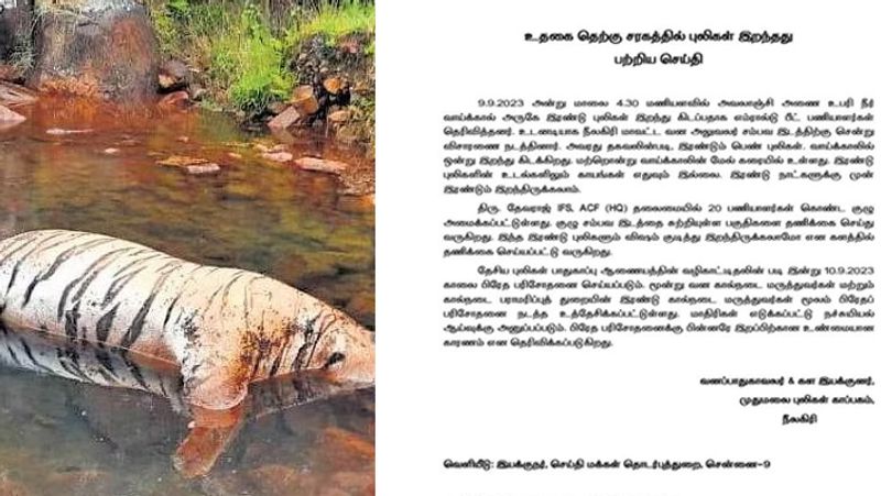 Two Tigers died in Nilgris.. Mudumalai Tiger Reserve Conservator of Forests statement tvk