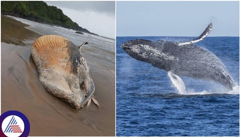 Baleen whale spotted at Karwar near Mugali beach sat