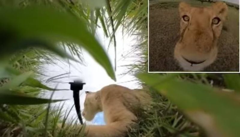 lion steals  GoPro Camera footage went viral rlp