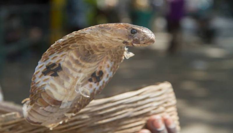 A young man brought a bitten snake to the hospital in Mirzapur, Uttar Pradesh..ISR