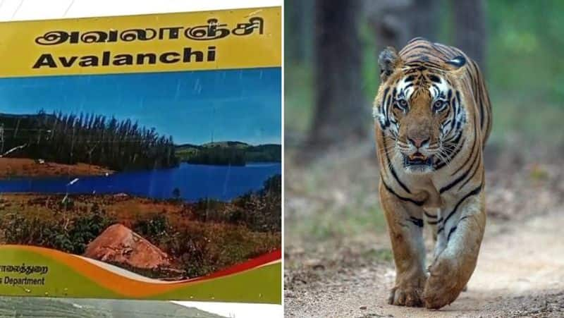 Two tigers die mysteriously near udhagamandalam