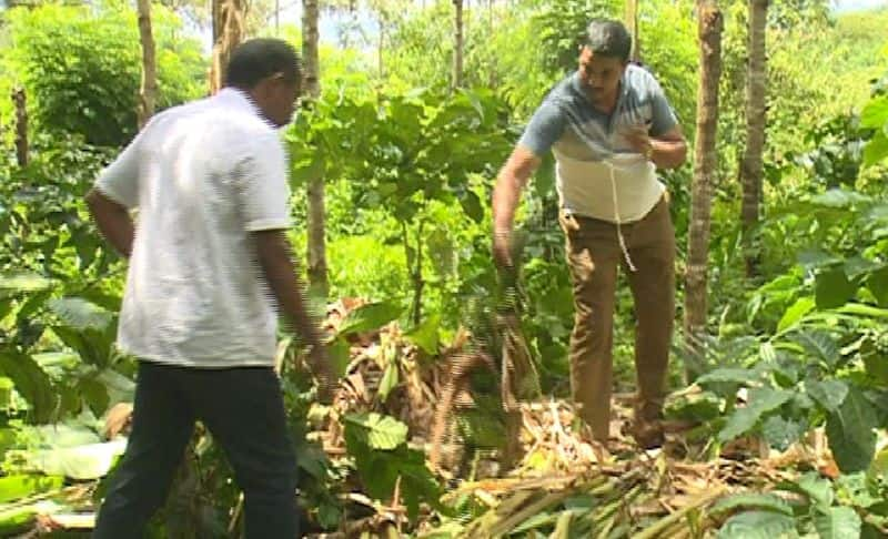 farmers banana plantation destroyed due to wild elephant problem gvd