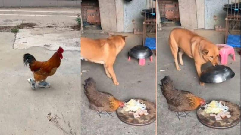 Rooster Walks in Shoes Dog Covers Lunch Pot from hen funny Viral Video akb