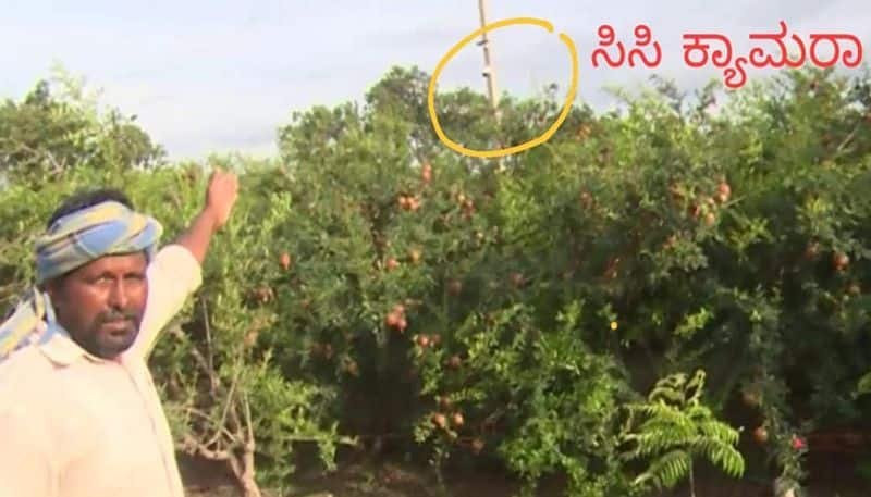 Thieves Theft Pomegranate Fruit in Vijayapura grg