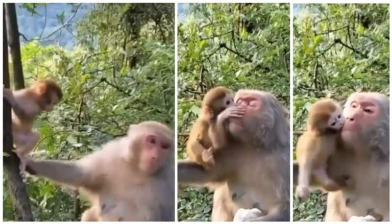 Video of monkey playing with baby goes viral bkg