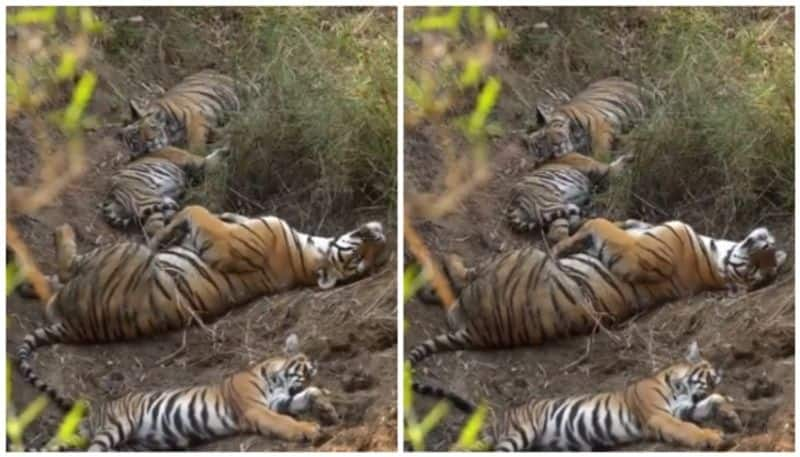 video of a tiger family sleeping in the forest has gone viral bkg