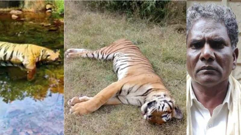 nilgiris 2 tigers killed by poison.. farmer arrested tvk