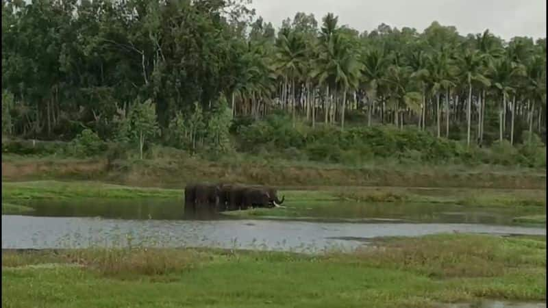 6 forest elephants entered residential area in krishnagiri district vel