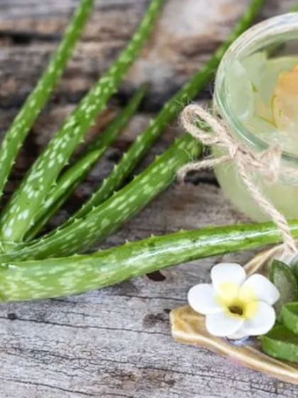 Aloe vera