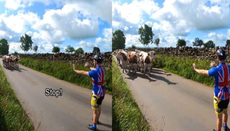 Cyclist stops herd of cows with only one gesture rlp