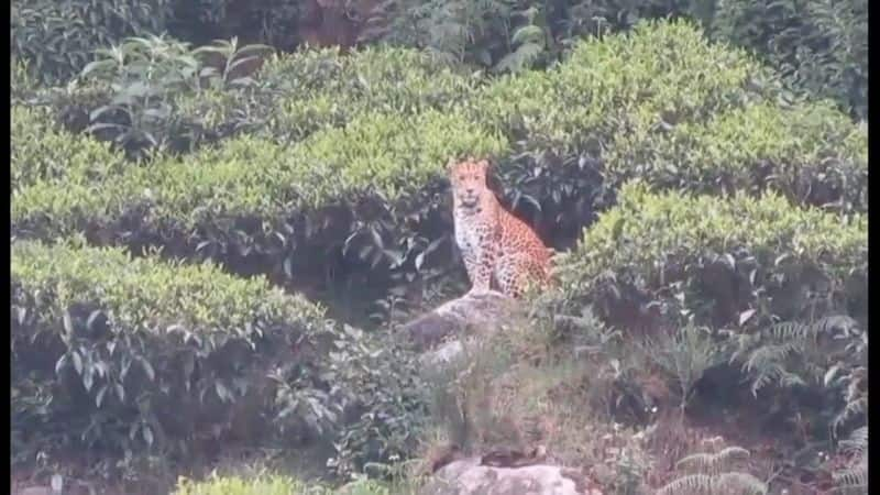 wild animal cheetah roaming tea estate in ooty video goes viral vel