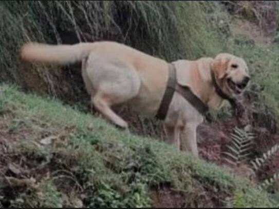 Encounter in Jammu and Kashmir. Six-year-old army dog dies after being shot while protecting a soldier..ISR