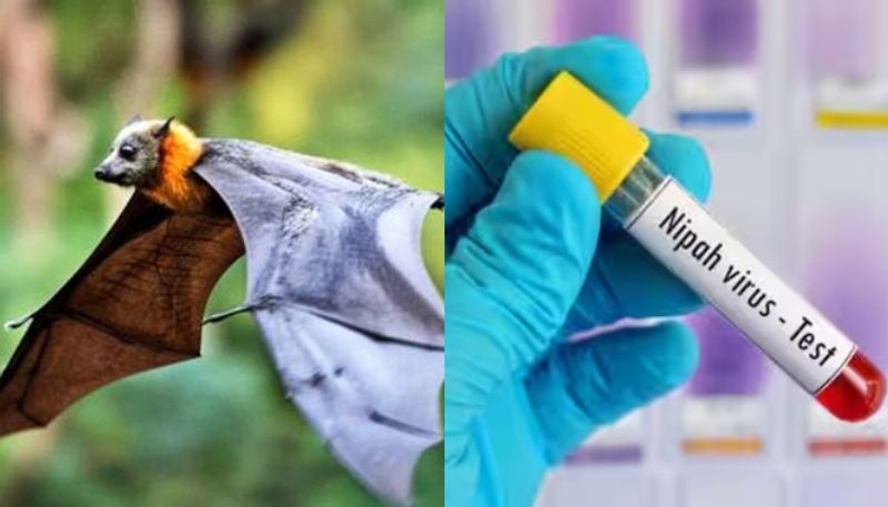 Nipah outbreak Tamil Nadu examines passengers crossing boarder at Thaloor