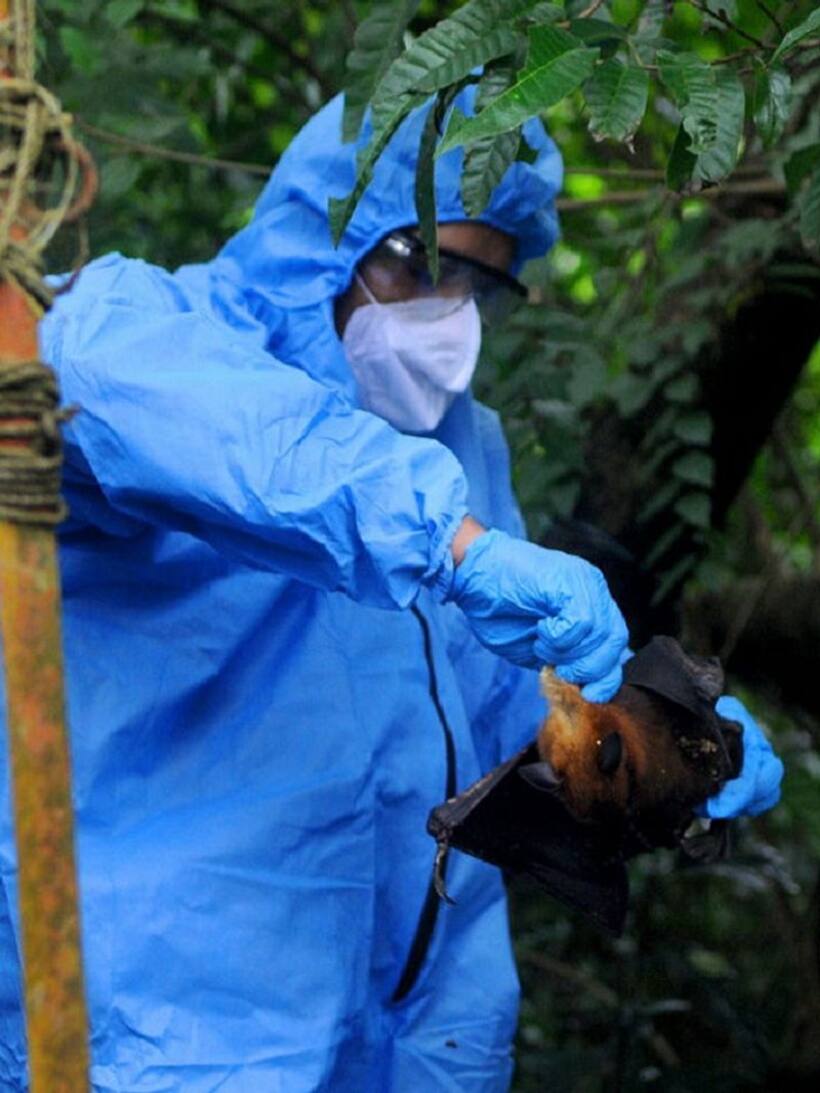 Nipah virus scare: Two health workers under observation; samples sent to Pune