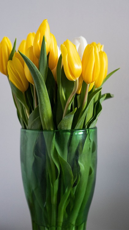 1. Tulips (Tulipa):
