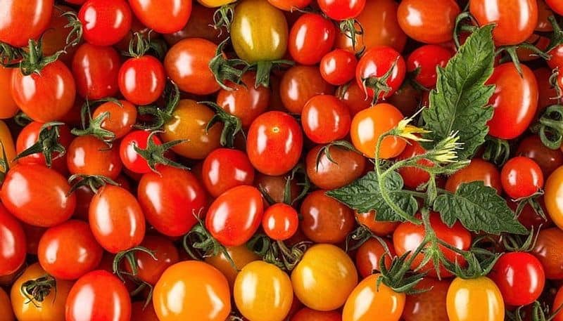 tomato price very low farmers in problem nbn