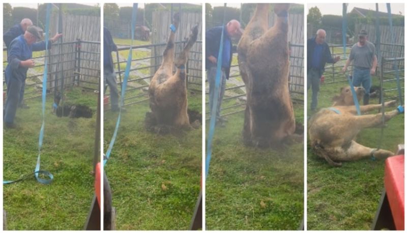 video of a cow that fell into a sinkhole is taken out by adventure bkg 