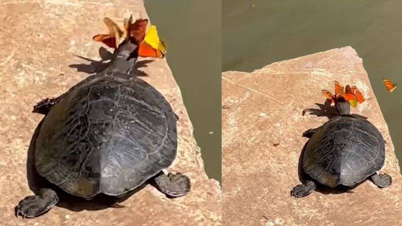 Flock of butterflies kissing a turtle Behind this nature wonder have a reason Video goes viral akb