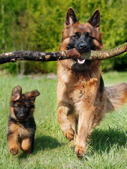 German Shepherd